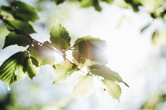 Fresh green leaves in the sun